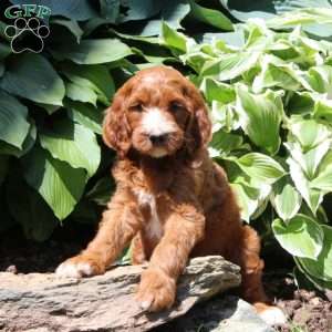 Rex, Irish Doodle Puppy